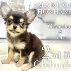 【 チワワ 】生後約80日経過報告！食欲旺盛でおりこうさんで元気に成長中！