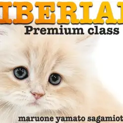 【 サイベリアン 】プレミアム認定！最高級の被毛と圧倒的容姿は可愛さ間違いなし！