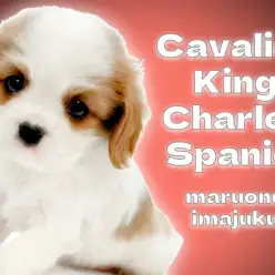 【 キャバリア 】初心者必見の王道ブレンハイム！無防備な癒し系の女の子！