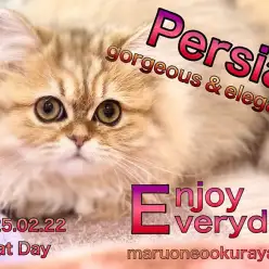 【 ペルシャ 】生後5ヶ月の鼻ぺちゃニャンコは愛くるしいドールフェイス!