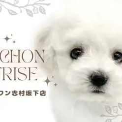 【 ビションフリーゼ 】東京都板橋区にお淑やかで甘えん坊なビションちゃんが降臨！