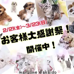 【 お知らせ 】お客様大感謝祭開催中！高井戸店のワンちゃんネコちゃんをご紹介！