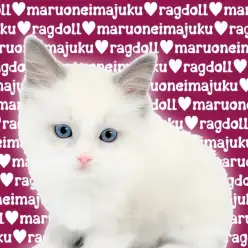 【 ラグドール 】究極の癒し系ニャンコ!聖夜に生まれた目ヂカラ最強の美少女降臨!