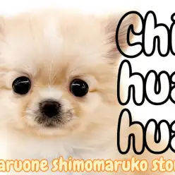 【 チワワ 】チャンピオンの素質を受け継ぐ究極の癒し系ドワーフ体系の男の子見参！