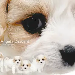 【 MIX 】愛らしさ満点のルックスにご注目！超人気のキャバリアMIX登場！