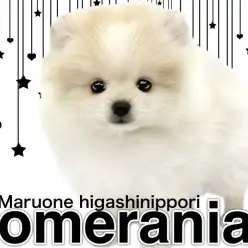 【 ポメラニアン 】おでこの模様がチャーミング！毛量爆発系クリームポメの女の子