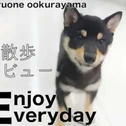 【 豆柴 】不動柴・塩対応・柴距離を披露？！ドキドキお散歩デビュー！