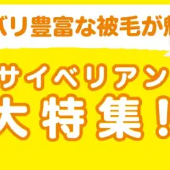 【 サイベリアン特集 】2/13現在在店中のゴージャスにゃんこ！最新動画付き！