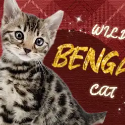 【 ベンガル 】東川口店久々の登場！ワンランク上の美しすぎる柄にご注目！