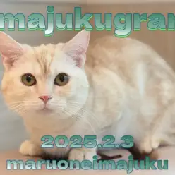 【 イマジュクグラム 】今日は1歳の誕生日！マンチカンちゃまの成長記念ブログ！