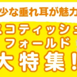 【 スコティッシュフォールド特集 】2/20現在在店中の垂れ耳にゃんこをご紹介！