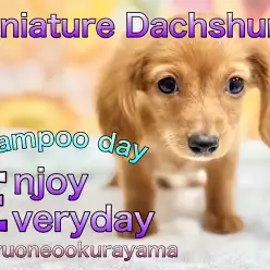 【 ミニチュアダックス 】水も滴る可愛いワンコ！おうちでシャンプーできちゃうよ！