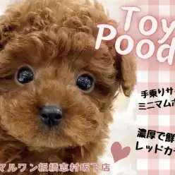 【 トイプードル 】手乗りサイズの小さなボディ！童顔フェイスのトイプーが登場！