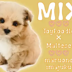 【 MIX 】生後70日で570g！トイプードルとマルチーズの最強マルプー登場！