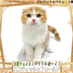 【 スコティッシュフォールド 】大福フェイスのパワフルボーイなスコちゃん！