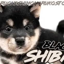 【 柴犬 】凛々しさと愛らしさを兼ね備えた小熊フェイスの希少な黒柴の男の子！