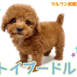 【 トイプードル 】 テディベアカットが似合うレッドカラーの甘えん坊な男の子