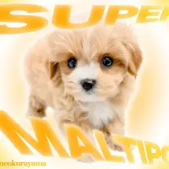 【 マルプー 】パパはマルチーズ・ママはトイプードルの育てやすい最高MIX！