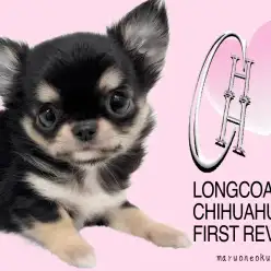 【 チワワ 】最高ルックス！脅威のドワーフ！パワー溢れる性格！