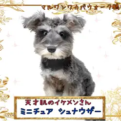【 ミニチュアシュナウザー 】可愛い上に賢すぎる！出来すぎ男子なシュナちゃん