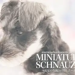 【 ミニチュアシュナウザー 】生後3ヶ月を迎えたエレガントグレーのレディーをレポート！