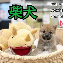 【 柴犬 】むっちりボディの大和男児、柴犬くんが登場