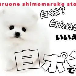 【 ポメラニアン 】最高峰のプレミアム認定！圧倒的毛量を持つタヌキ系の白ポメ！