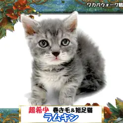 【 ラムキン 】本当に2度と会えないかもしれない希少猫ラムキンちゃん