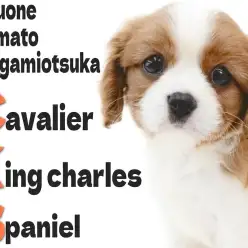 【 キャバリア 】大きな瞳と短いマズル、美しきブレンハイムが特徴的で性格は超陽気