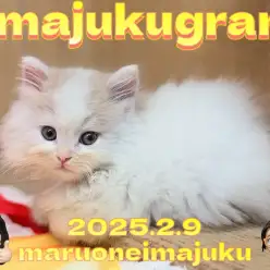 【 イマジュクグラム 】クリームタビーの甘え上手なサイベリアンの男の子！