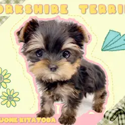 【 ヨーキー 】動く宝石!愛らしさと美しさを兼ね備えたプレミアムわんこ