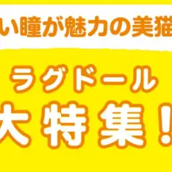 【 ラグドール特集 】2/27現在在店中のぬいぐるみにゃんこ！最新動画付き！