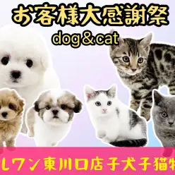 【 お知らせ 】マルワン東川口店お客様大感謝祭スタート！子犬子猫紹介！