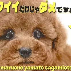 【 トイプードル 】アイドル級の可愛らしさが光る！超濃厚レッドカラーの美形がキタ