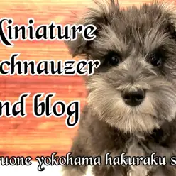 【 ミニチュアシュナウザー 】犬界の博士は伊達じゃない！生後4か月半の成長記録！