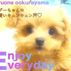 【 MIX 】可愛いキュンキュン声を大公開！フレンドリーチワプーちゃん！