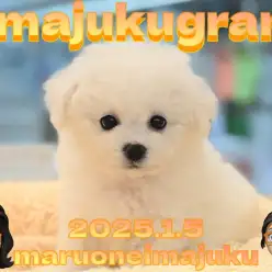 【 イマジュクグラム 】将来はアフロカット！小さめ甘えん坊なビションの女の子！