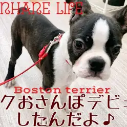 【 ボストンテリア 】祝！お散歩デビューしたボスくんに密着！！