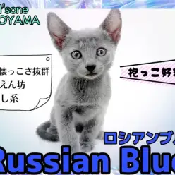 【 ロシアンブルー 】抱っこ大好きな甘えん坊!超可愛い癒し系にゃんこ