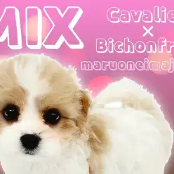 【 キャバリアMIX 】目ヂカラ最強！濃いめブレンハイムのキャバションの女の子！