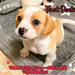 【 ファーストパートナー 】ワカバウォーク鶴ヶ島店児玉の愛犬物語！