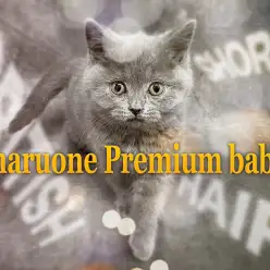 【 ブリティッシュショートヘア 】業界プロも納得の全部丸いプレミアムCAT！