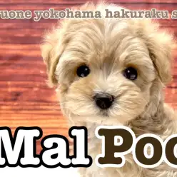 【 MIX 】両親の良いところを受け継ぎました!あざと女子マルプー降臨!