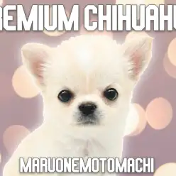 【 チワワ  】横浜元町に舞い降りた小さめ天使！プレミアムガールがやってきた！
