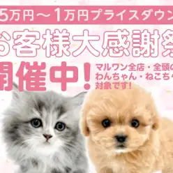 【 お客様大感謝祭 】出会いの季節到来!マルワンからのプレゼント企画!