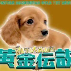 【 ミニチュアダックスフント 】輝きを放つ黄金色が美しい短足娘！