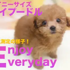 【 トイプードル 】タイニーサイズ有望トイプードルちゃんの体重測定！