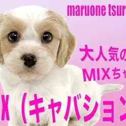 【 MIX 】大人気で検索数が常に上位のキャバションちゃんの女の子！！