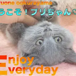 【 ブリティッシュショートヘア 】ぜーんぶ丸い癒し系ブリちゃんをご紹介！