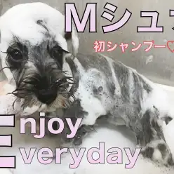 【 ミニチュアシュナウザー 】ターンオーバーを確認！初シャンプーに挑戦！